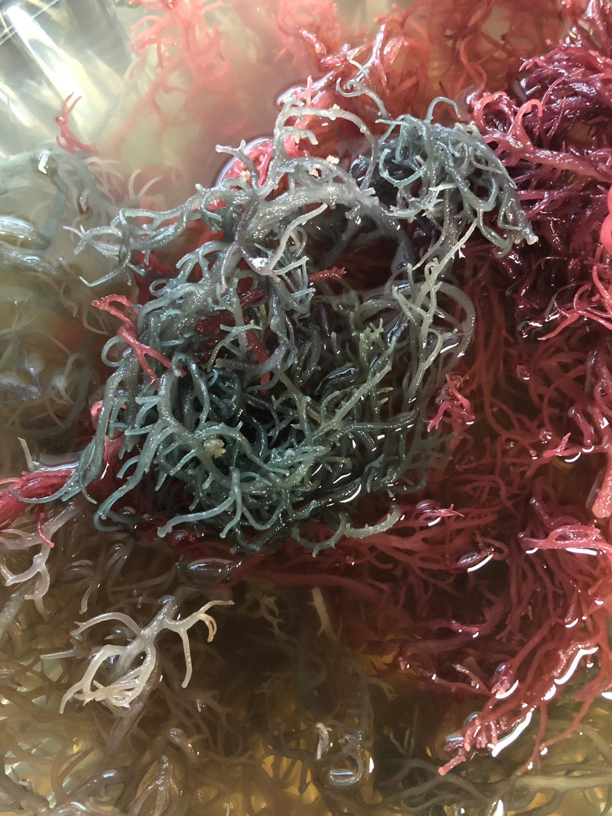 Full Spectrum Sea Moss + Soursop